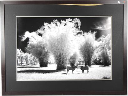 Paysage aux vaches. Impression d'après photographie....