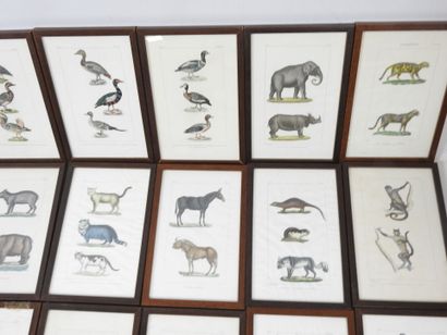 54 encadrés contenant des planches gravées...