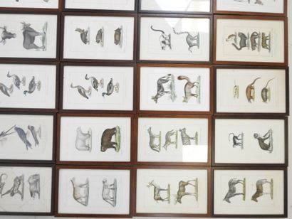 54 encadrés contenant des planches gravées...