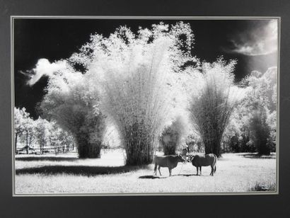 Paysage aux vaches. Impression d'après photographie....