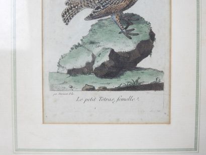 D'après MARTINET fils : le grand Tétras,...