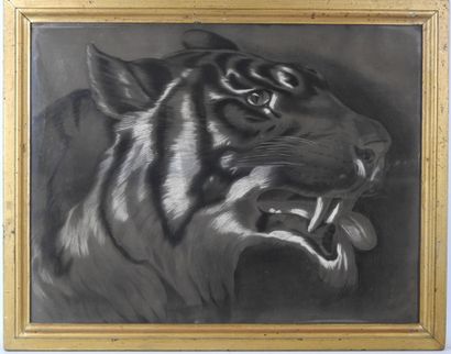 20th century FRENCH school. Tiger head. Charcoal...