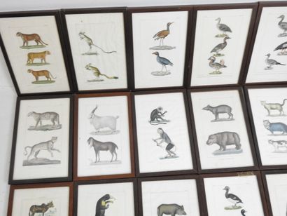 54 encadrés contenant des planches gravées...