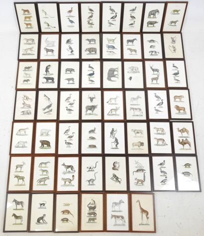 54 encadrés contenant des planches gravées...
