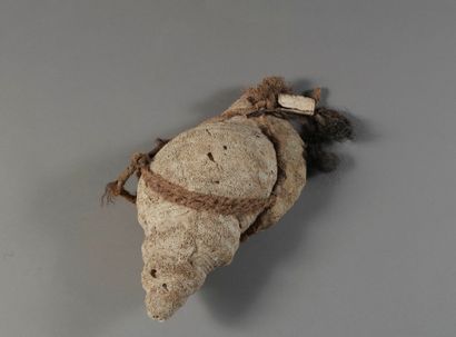 MARQUIS ISLANDS, Polynesia.
Shell (Charonia...