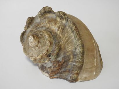 Polynésie française
Conque marine réalisée...