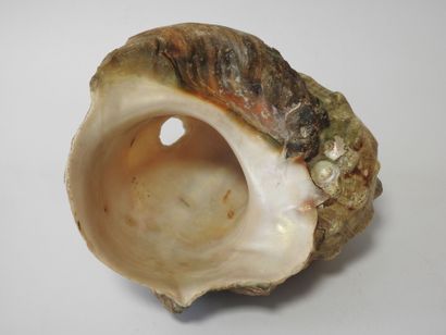 Polynésie française
Conque marine réalisée...