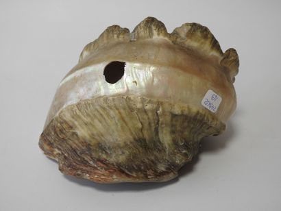Polynésie française
Conque marine réalisée...