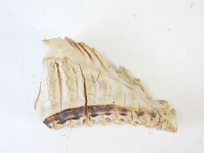 [PALEONTOLOGIE] Mammouth (Mammuthus primigenius)...