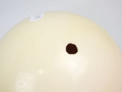 OEuf d'autruche. H.: 15,5 cm (percé)