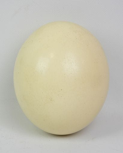 OEuf d'autruche. H.: 15,5 cm (percé)