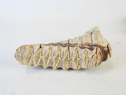 [PALEONTOLOGIE] Mammouth (Mammuthus primigenius)...