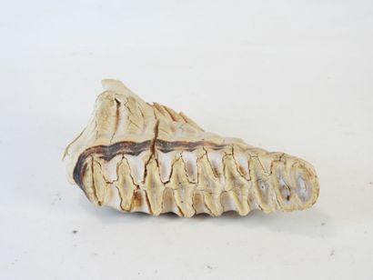 [PALEONTOLOGIE] Mammouth (Mammuthus primigenius)...