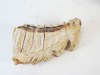 [PALEONTOLOGIE] Mammouth (Mammuthus primigenius)...