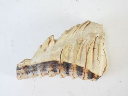 [PALEONTOLOGIE] Mammouth (Mammuthus primigenius)...