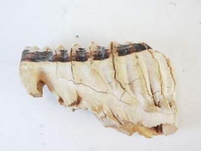 [PALEONTOLOGIE] Mammouth (Mammuthus primigenius)...