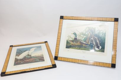 AUDUBON John James (1785-1851) [d'après]
