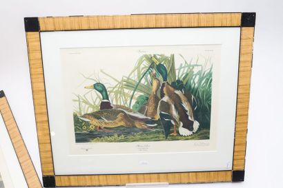 AUDUBON John James (1785-1851) [d'après]
