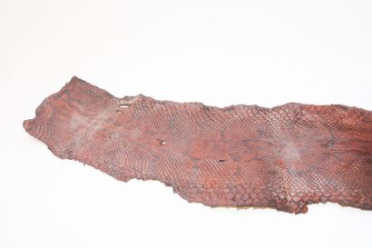 Peau de serpent, l. 405 cm env. [altérat...