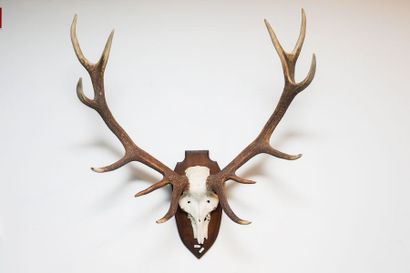 Massacre de cerf, l. 82 cm env.