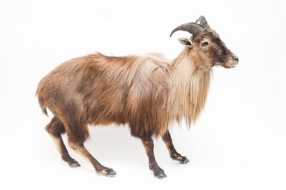 Tahr naturalisé, h. 95 cm env. [altérati...