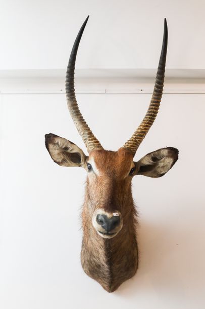 Waterbuck en cape (Zimbabwe).