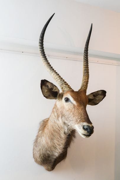 Waterbuck en cape (Zimbabwe).