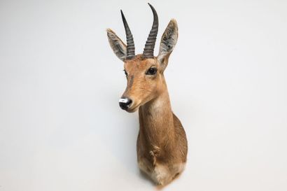 Springbok en cape.