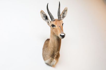 Springbok en cape.