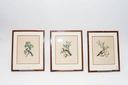 Suite de trois estampes ornithologiques polychromes,...