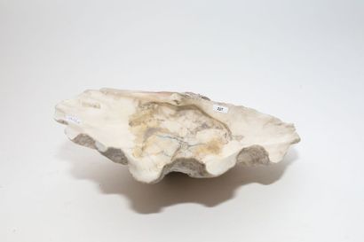 Grand coquillage, l. 35,5 cm [altération...