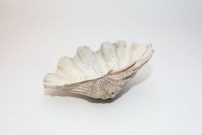 Grand coquillage, l. 35,5 cm [altération...