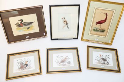 Varia de six planches ornithologiques, 39-23x29,5-28,5...
