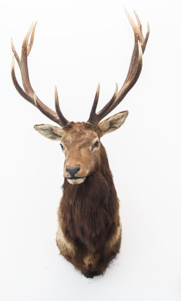 Wapiti en cape.