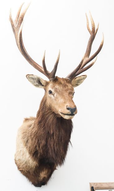 Wapiti en cape.