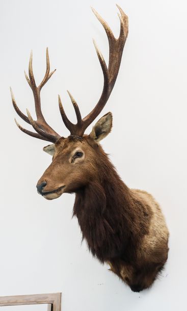 Wapiti en cape.