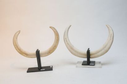Deux paires de défenses de phacochère, l....