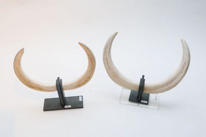 Deux paires de défenses de phacochère, l....
