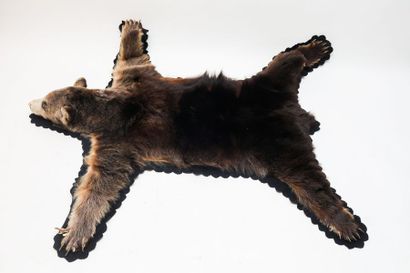 Peau d'ours, l. 167 cm env. [altérations...