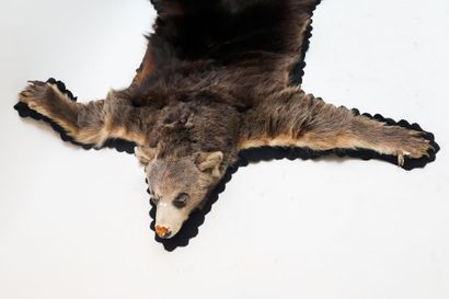 Peau d'ours, l. 167 cm env. [altérations...