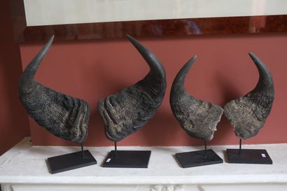 Deux paires de bois en trophées.