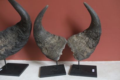 Deux paires de bois en trophées.