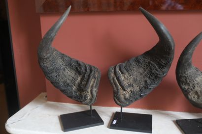 Deux paires de bois en trophées.