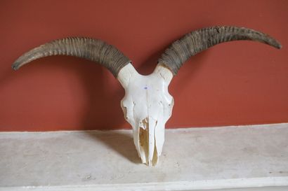 Un trophée.
