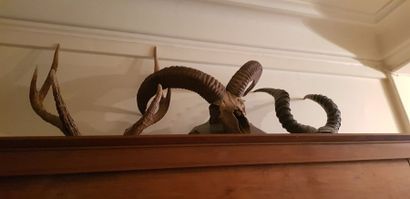 Massacres d'animaux
