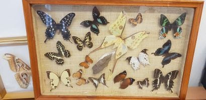 Un ensemble d'animaux et insectes, taxidermie...