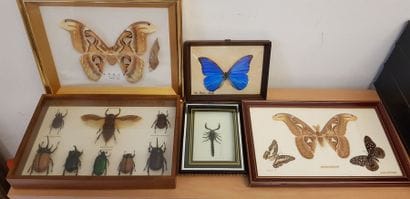 Un ensemble d'animaux et insectes, taxidermie...