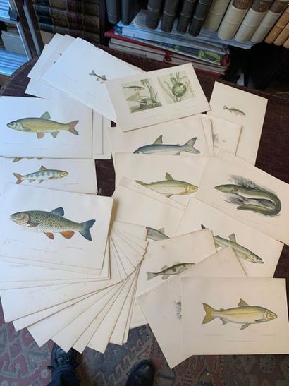 POISSONS lot de gravures XIXe en couleur...
