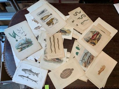 POISSONS lot de gravures en noir ou en couleurs...