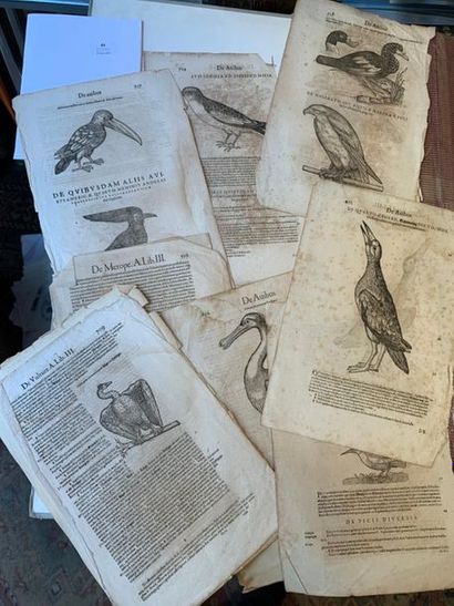 Un lot de gravures anciennes sur le thème...